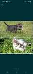 Котята котики котик кот мальчик полосатые серые белые трехцветные
