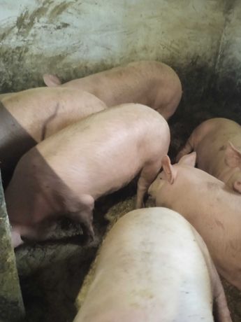 Продам свині жива вага(можливо тушками)