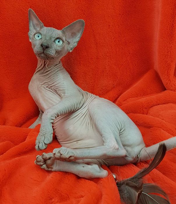 Канадский сфинкс Мальчик