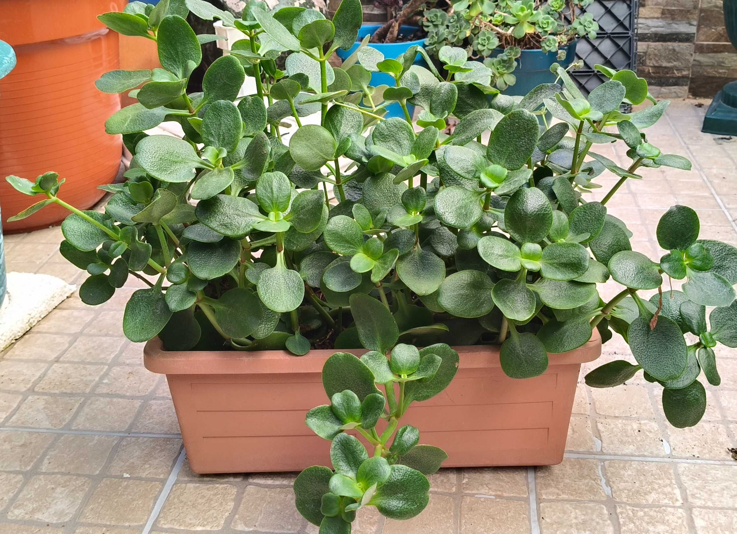 Suculenta crassula multicava