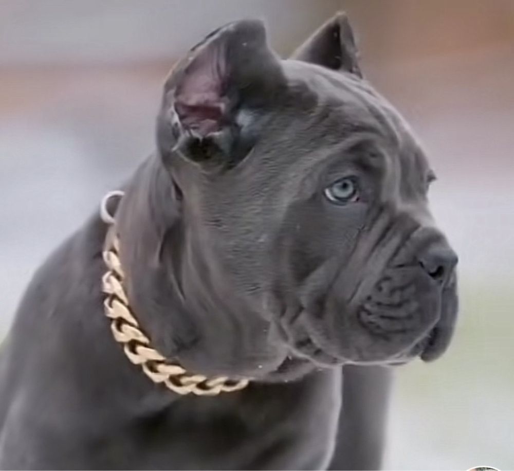 Купірувані щенки-Cane corso