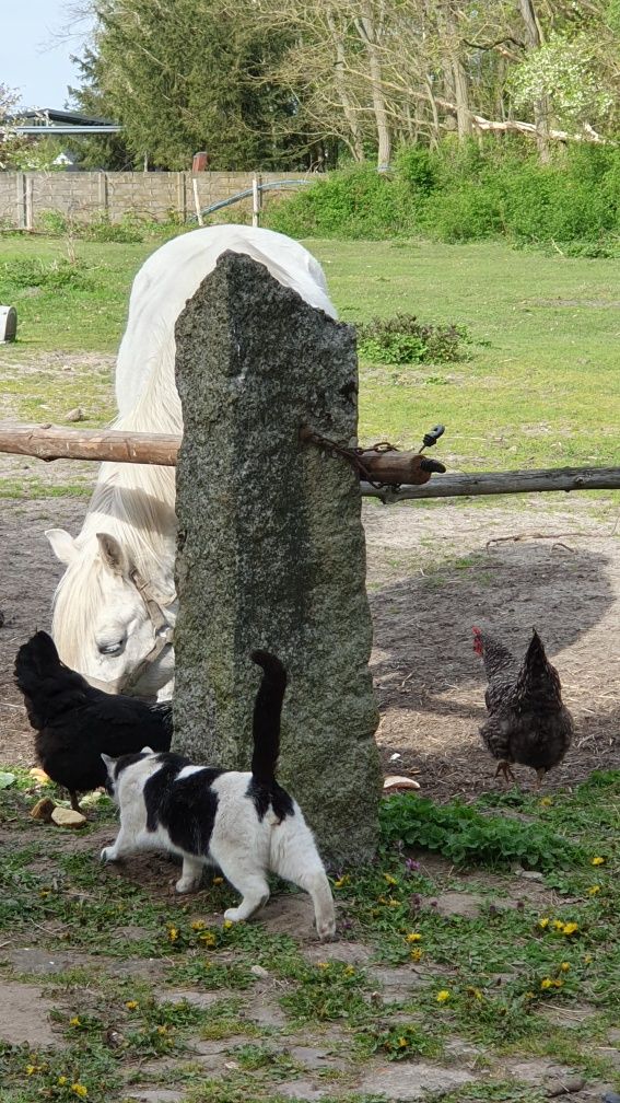 Agroturystka Marianowo,    Zachodniopomorskie