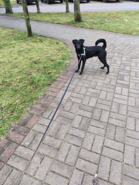 7-miesięczny szczeniak