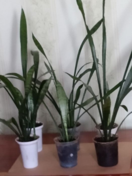 Вазон ,, сансав'єра тєщин язик ''.