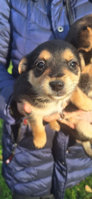 Oddam pieska w dobre ręce