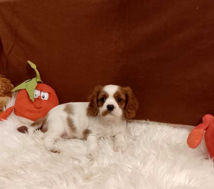 Cavalier King Charles Spaniel chłopiec