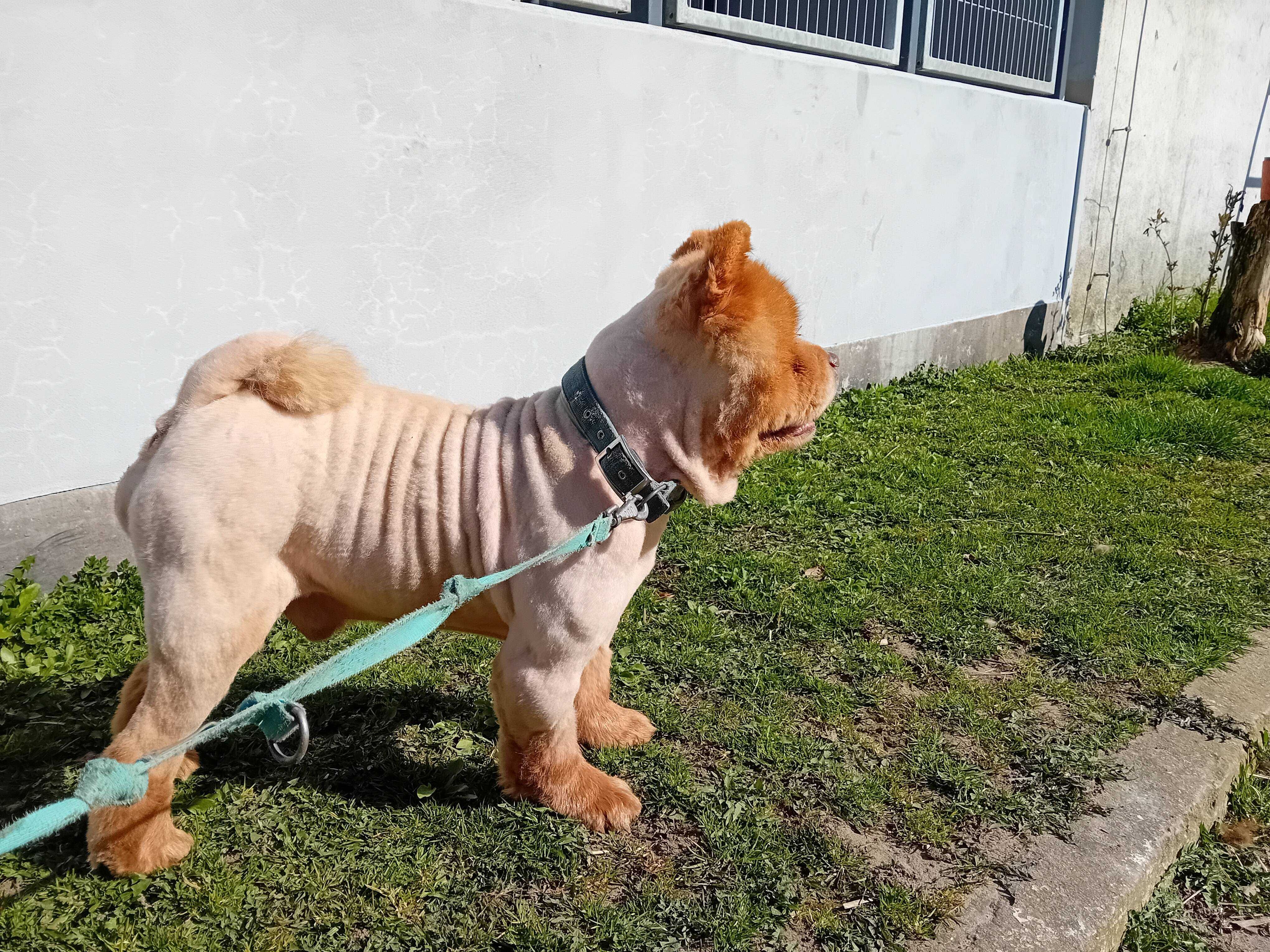 SAM - rasy CHOW-CHOW, 10-letni, łagodny