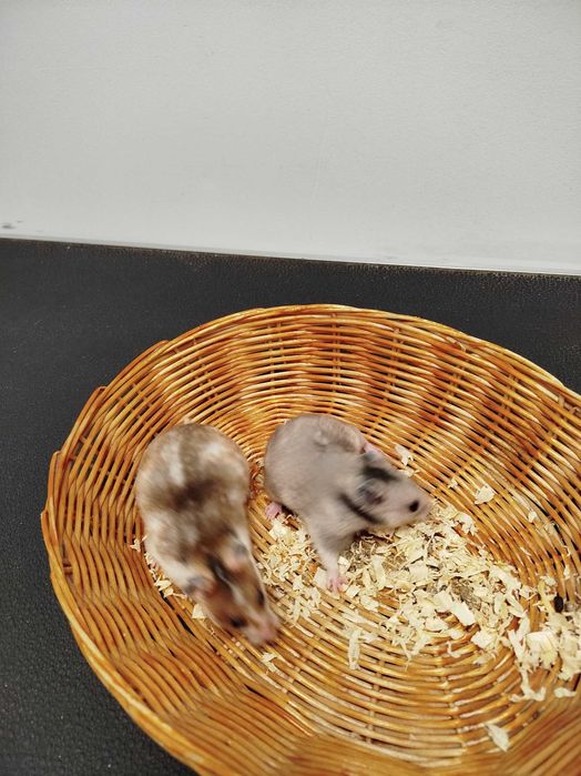Młode, urocze chomiki syryjskie, różne kolory Sklep zoologiczny