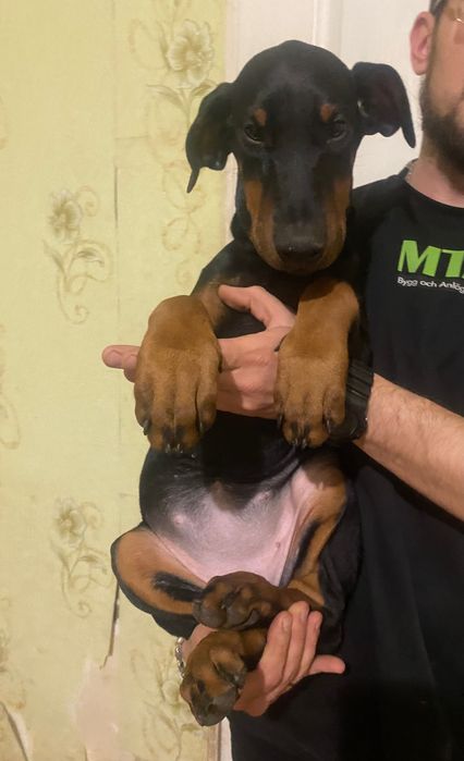 Цуценя добермана