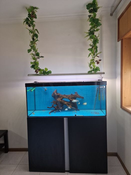 Aquario com movel