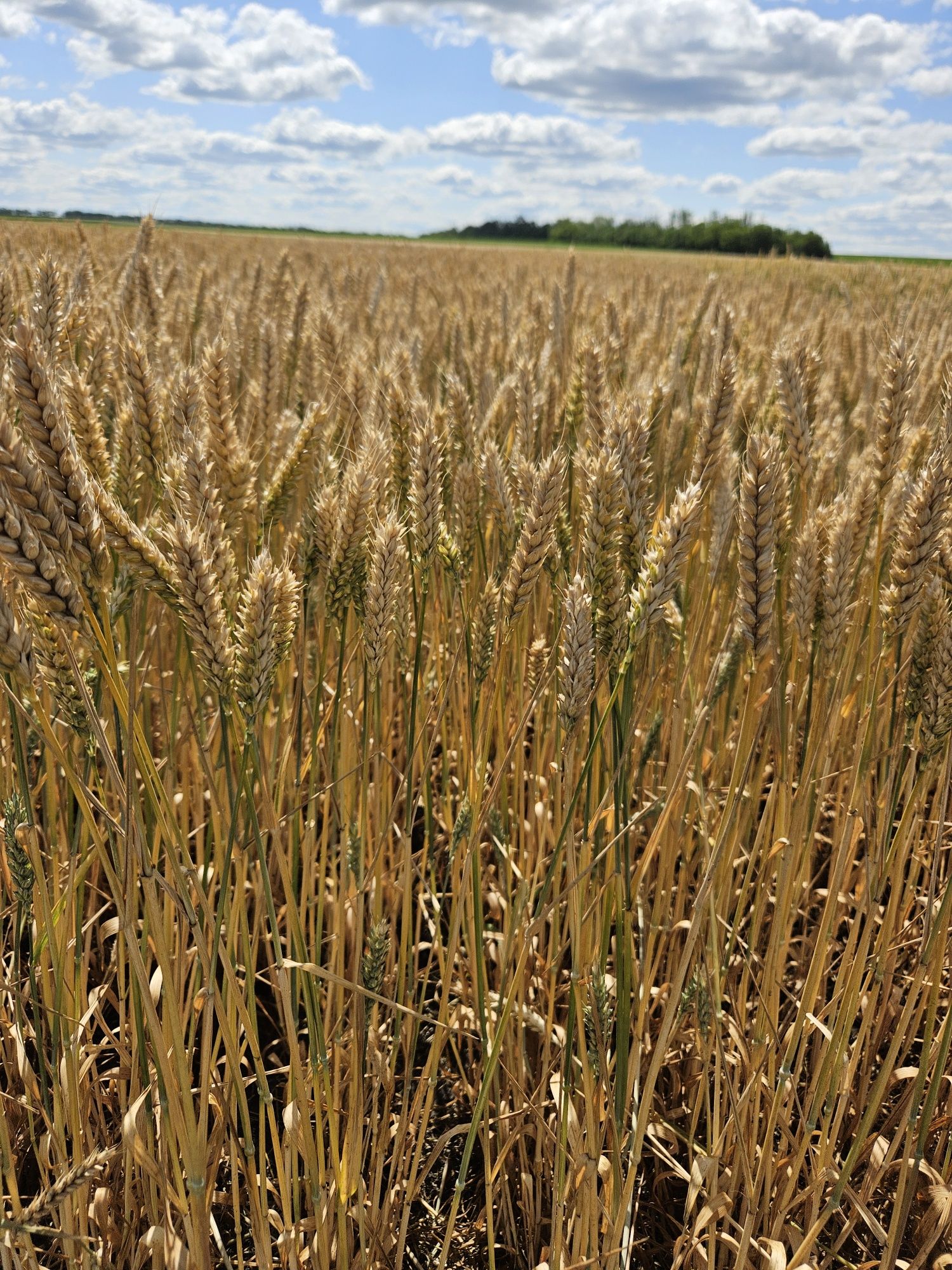 Продам Насіння Озимої Пшениці та Ячменю