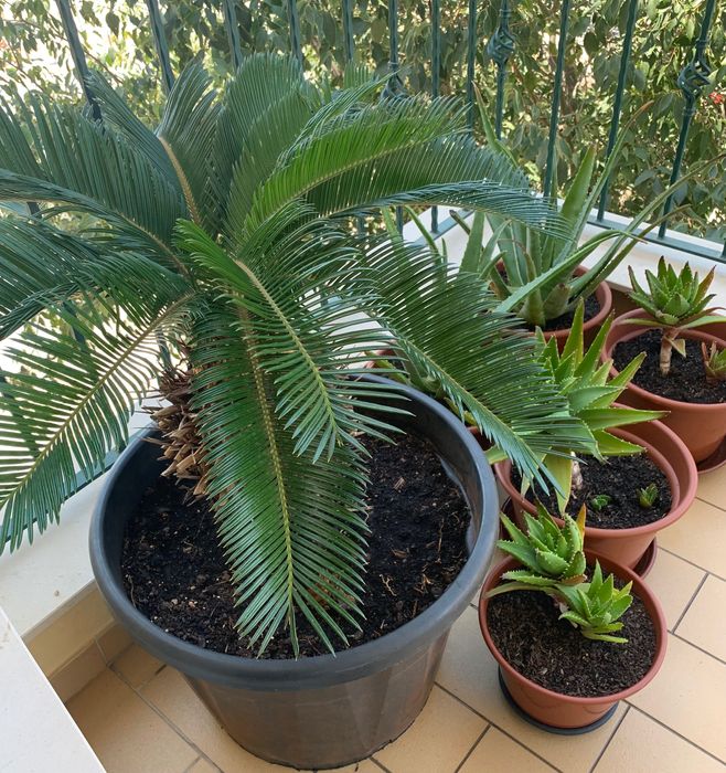 Plantas diversas   Suculentas pequenas a 2€