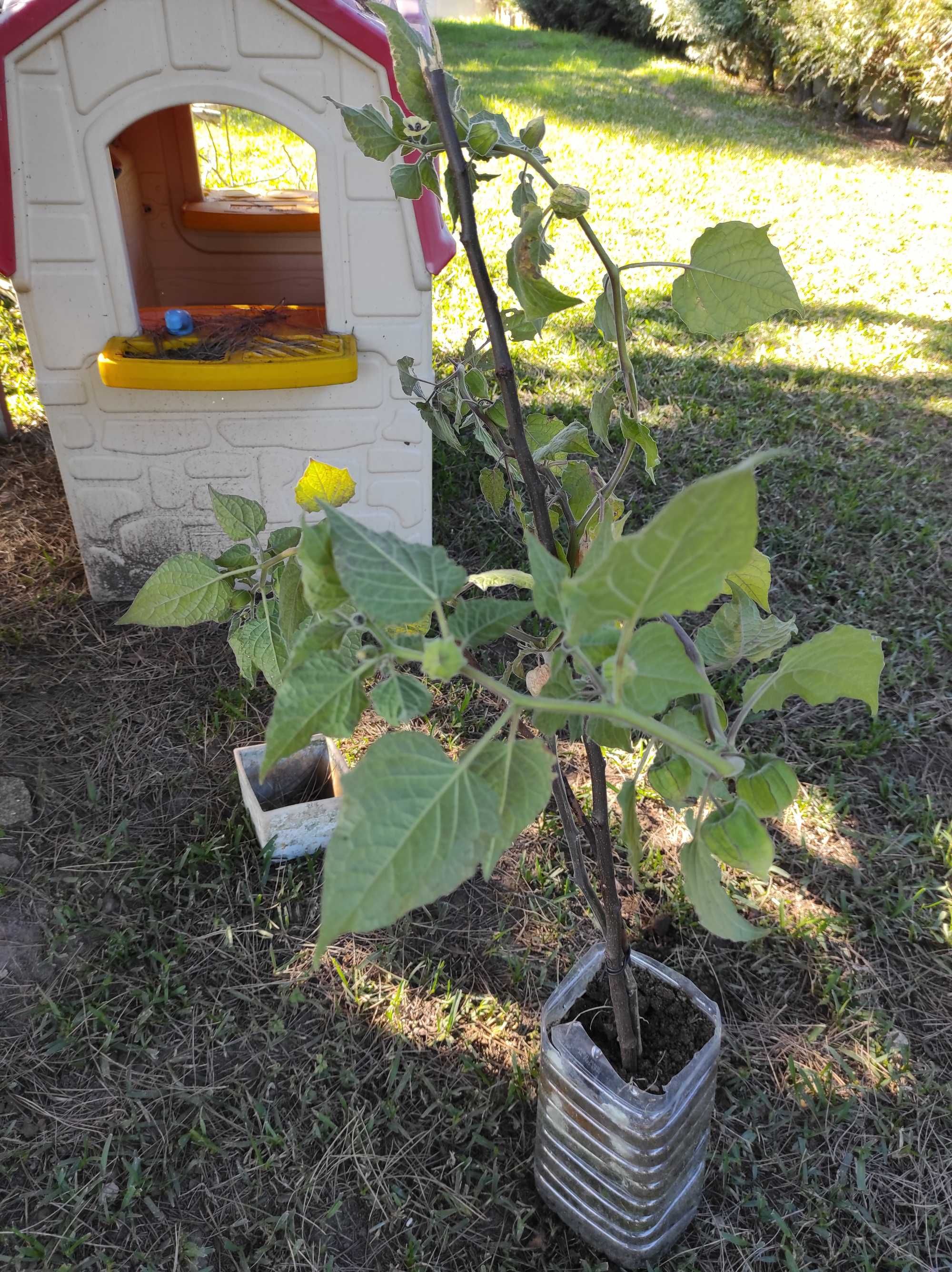 Arbusto de Physalis e outras plantas exóticas.