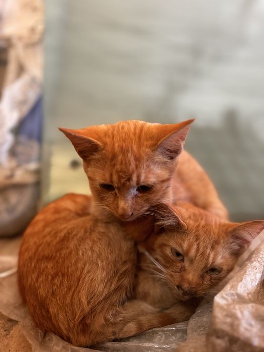 Рижі руді кошенята коти котики