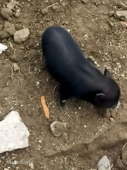 Porquinhos vietnamitas.