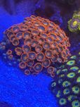 Coral frag agua salgada aquario reef zoanthus Gatorade