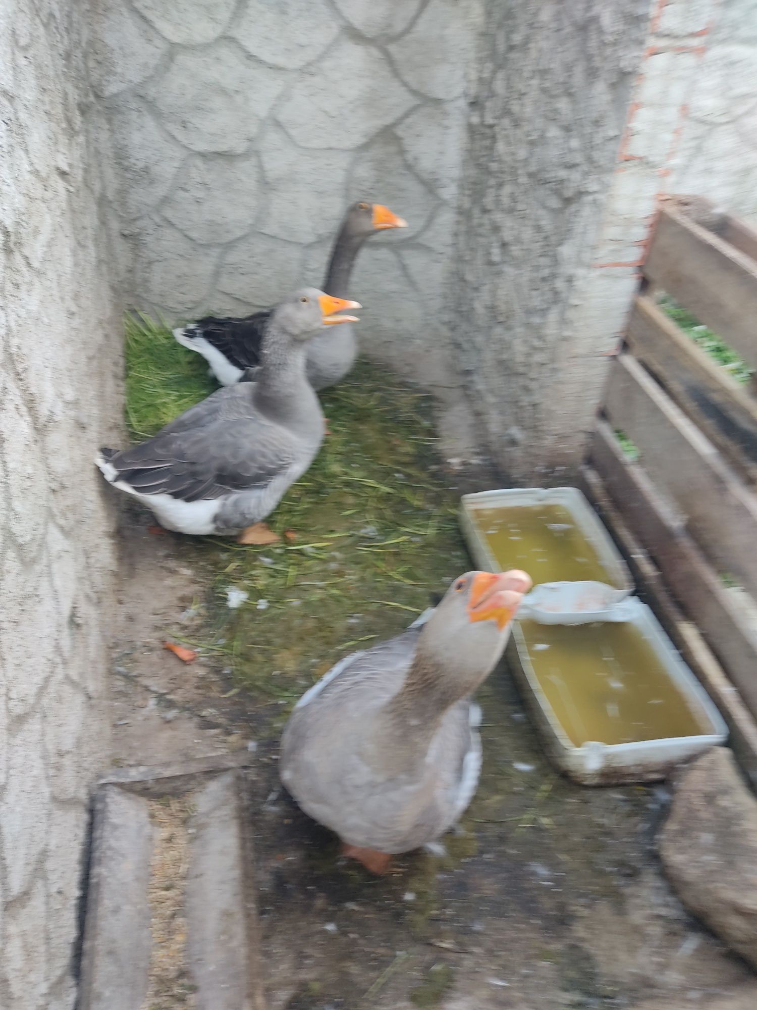 Três gansos adultos