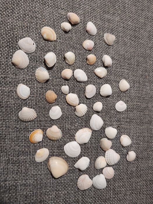 Garść muszelek Bałtyk