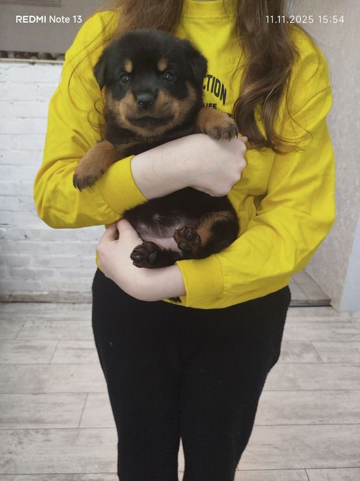 Щенок ротвейлера девочкп