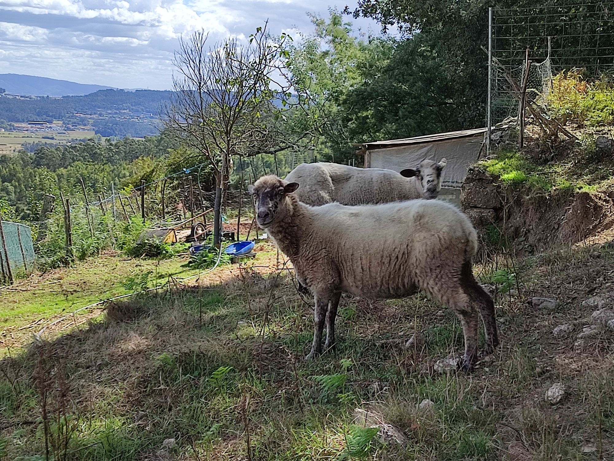2 Ovelhas para Venda