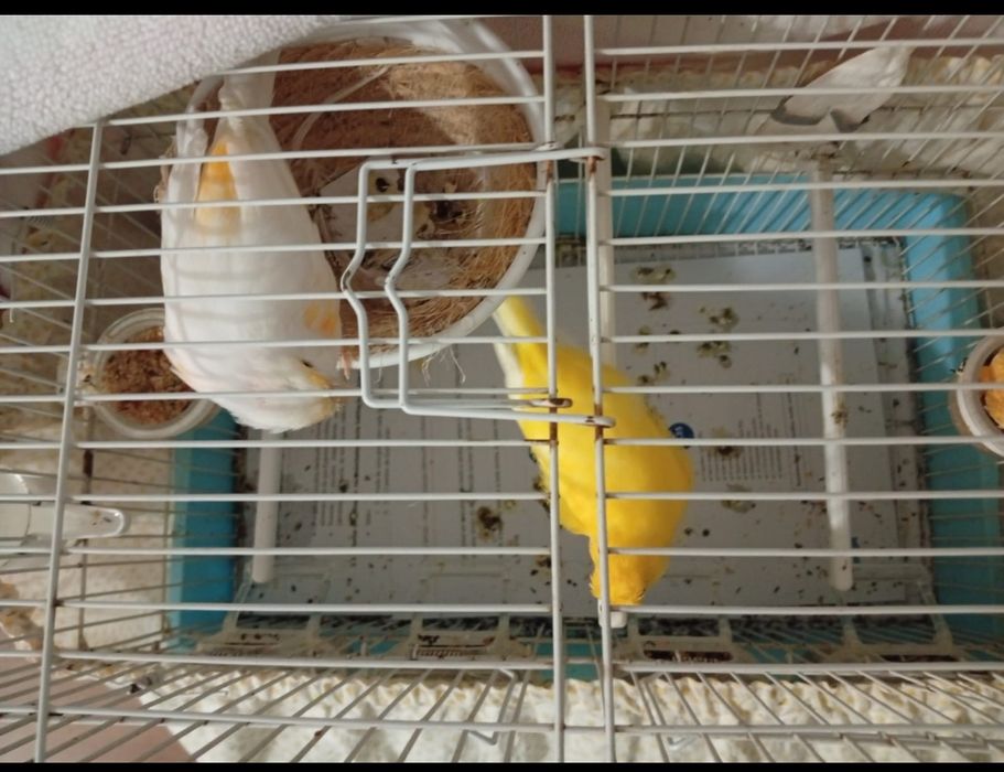 Canários casal e Gaiola