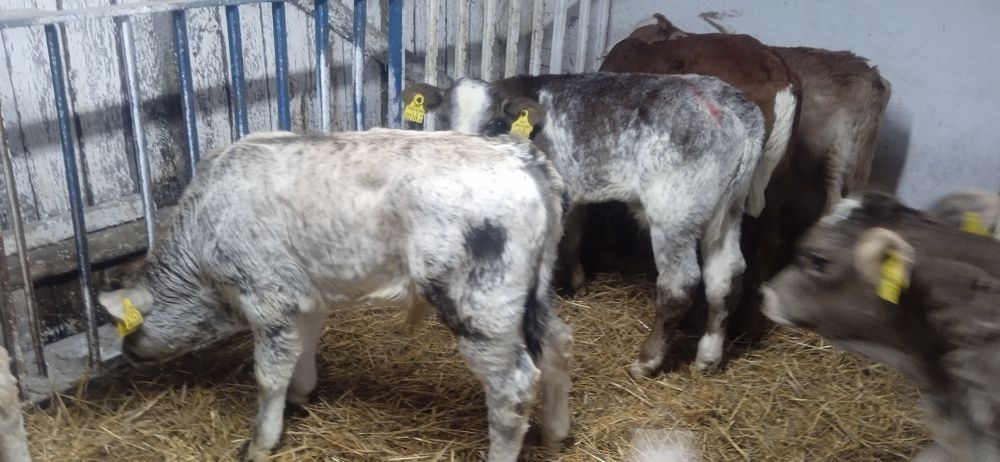 Cielaki - byczki, jalowki. 50-100 kg.