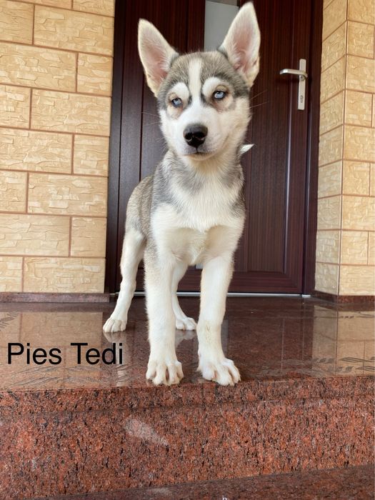 Husky Syberyjski