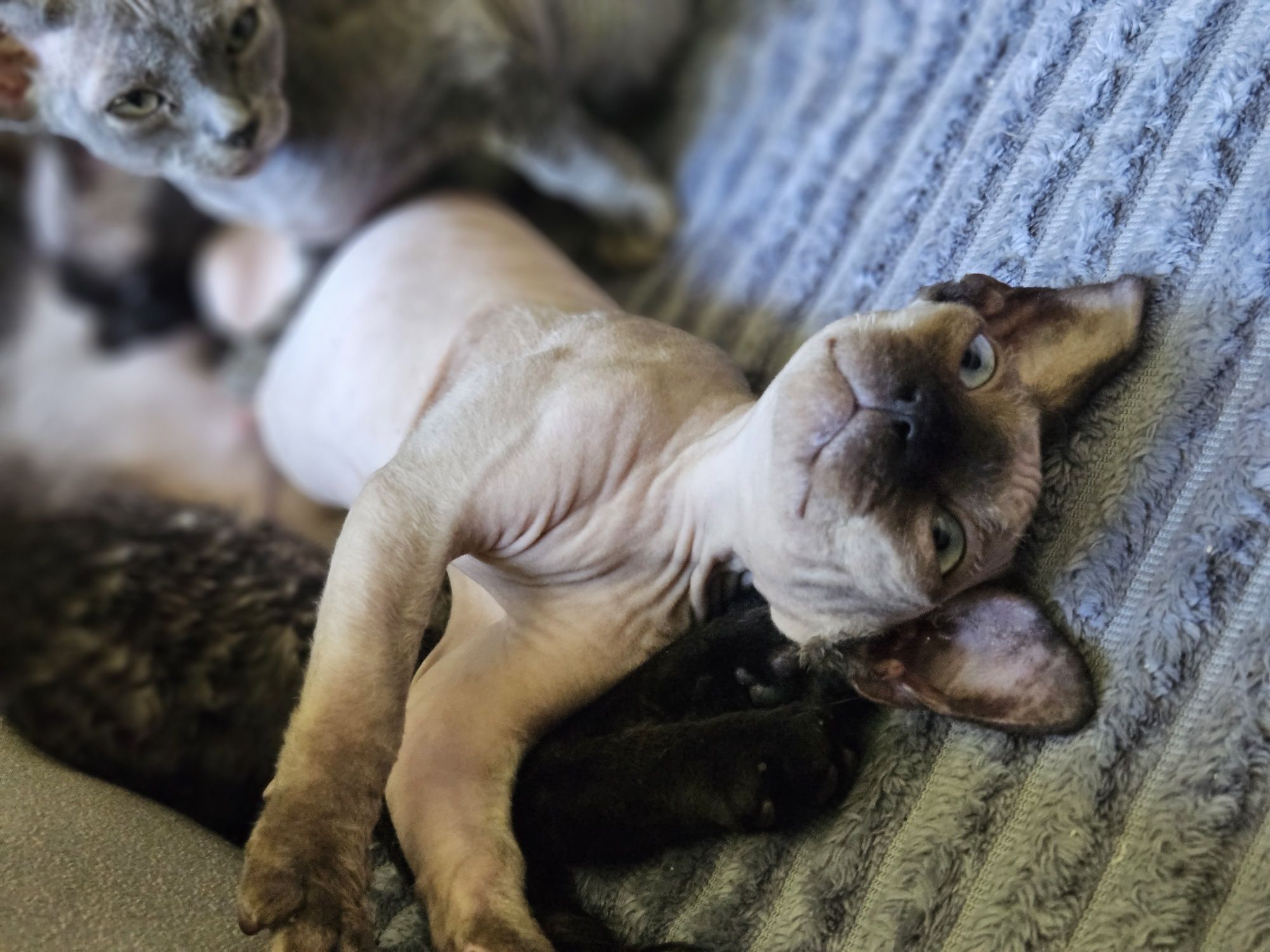 Czekoladowy point Devon Rex FPL