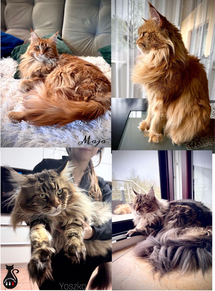 Maine Coon kocurek Rudy pregowanyREZERWACJA
