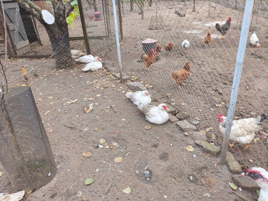 Kaczuszki francuskie