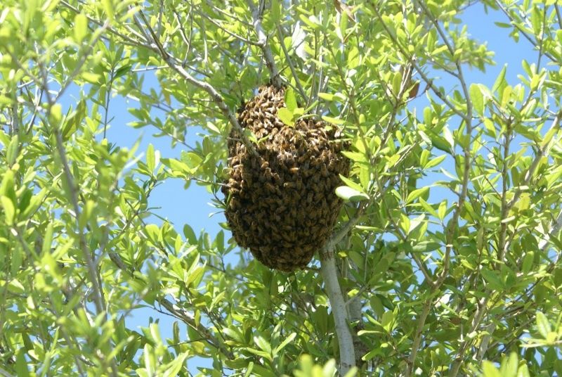 Usunę rój pszczół