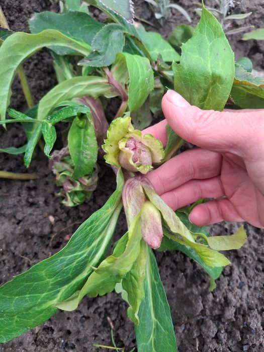 Продам садові декоративні рослини