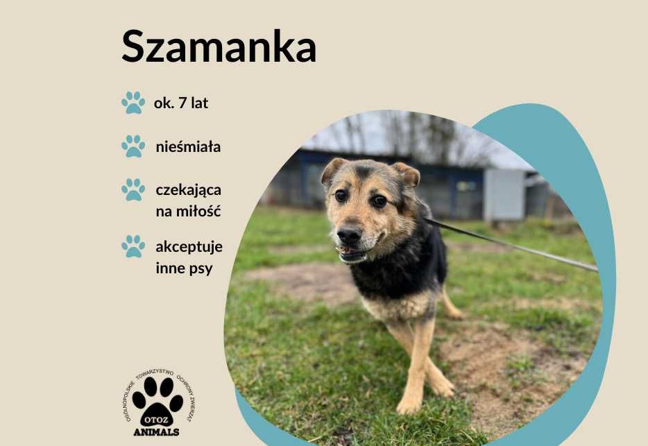 Szamanka szuka domu.