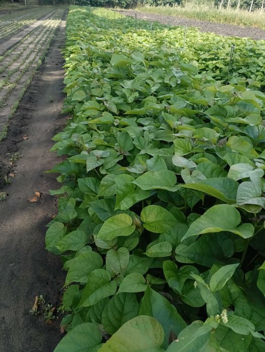 Surmia bignoniowa białokwiatowa  catalpa bignonioides