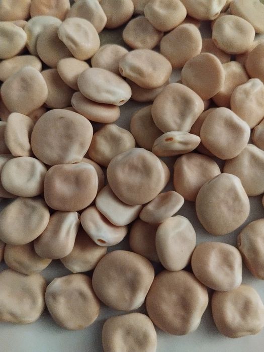Tremoços secos, para semear ou demolhar