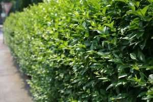 Ligustr Liguster ZIMOZIELONY Atrovirens  EXTRA sadzonki na Żywopłot