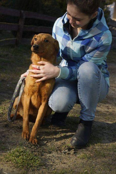 suczka zgodna z psami w schronisku w wojtyszkach aktualne