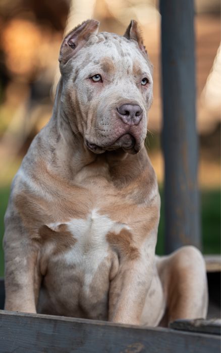 Moody American Bully XL Unique