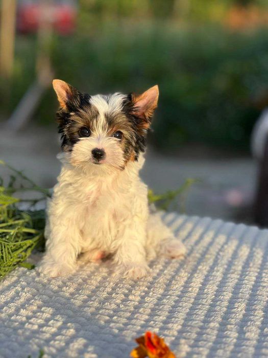 Міні Бівер-йоркширський тер'єр дівчинка
