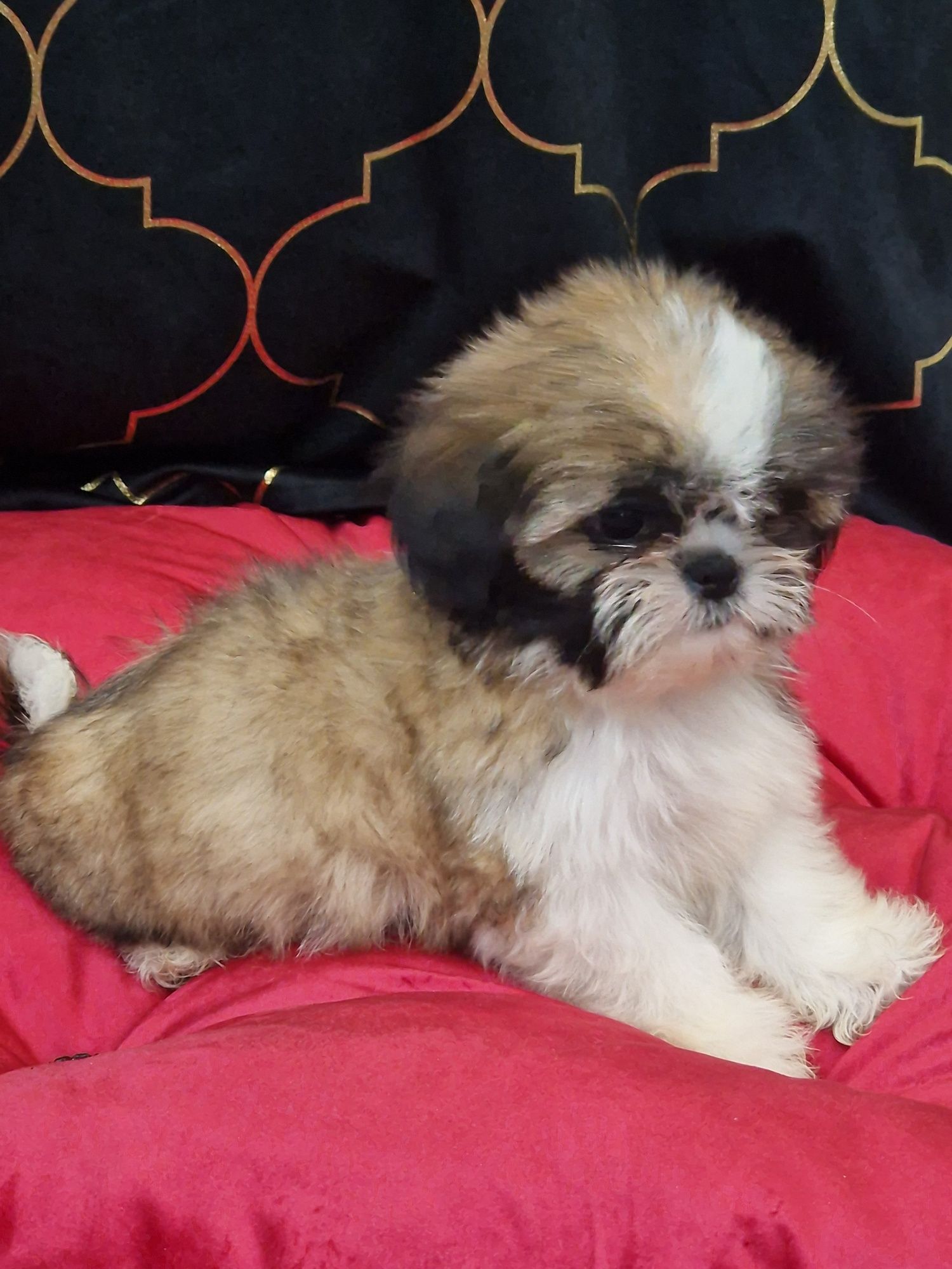 Sprzedam pieska Shih tzu