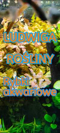 Ludwiga - rośliny akwariowe