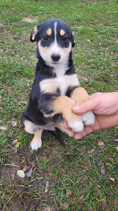 Oddam 4 miesięcznego pieska