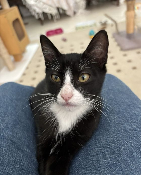 Gatinho com 4 meses para adoção responsável