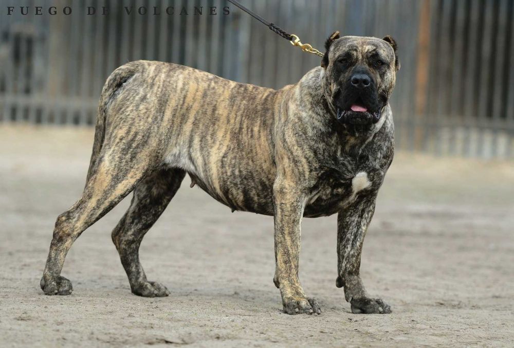 Presa/dogo canario/ dog kanaryjski  ZkwP FCI