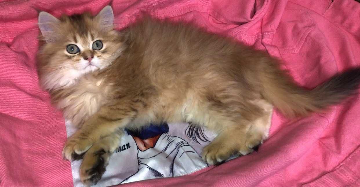 Котики шотландська дівчинка