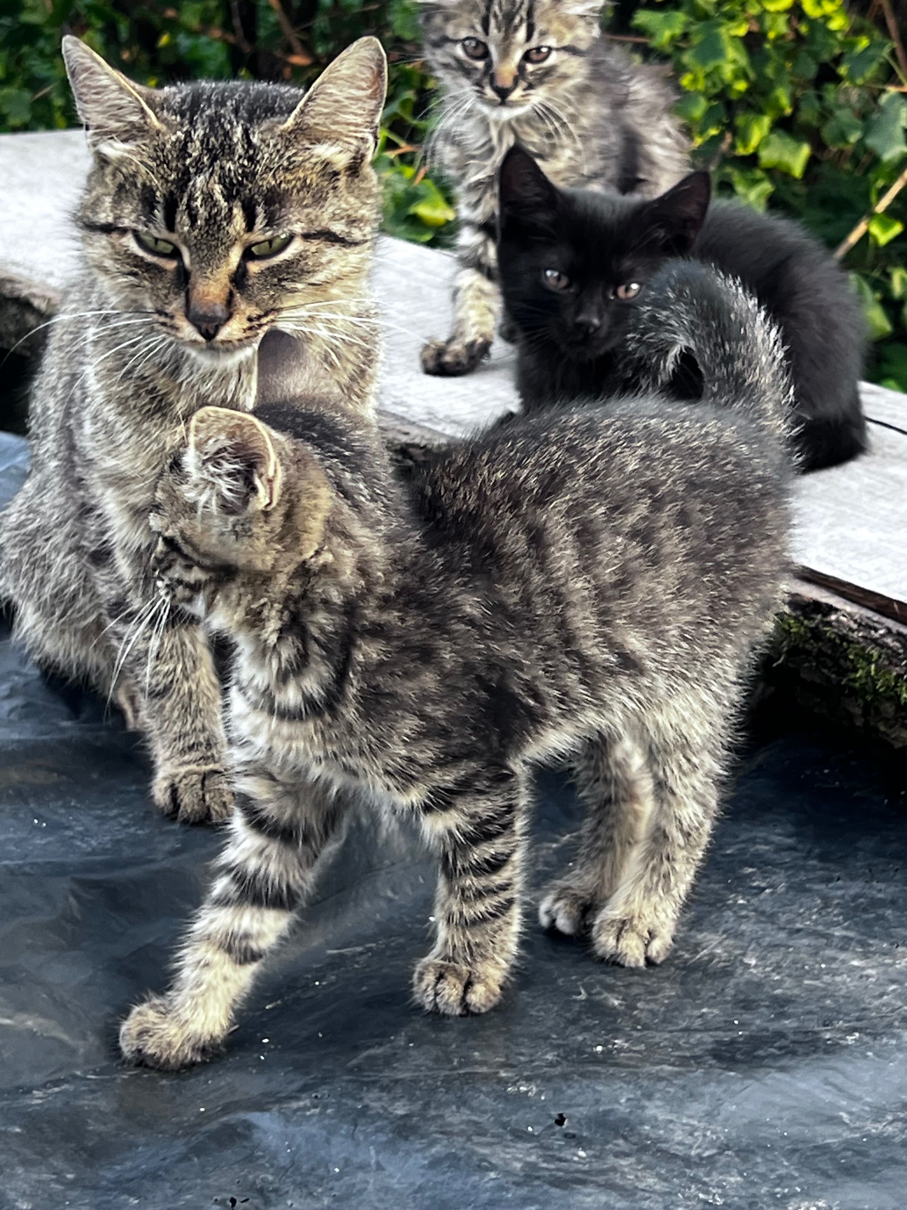 Віддам кошенят у добрі руки