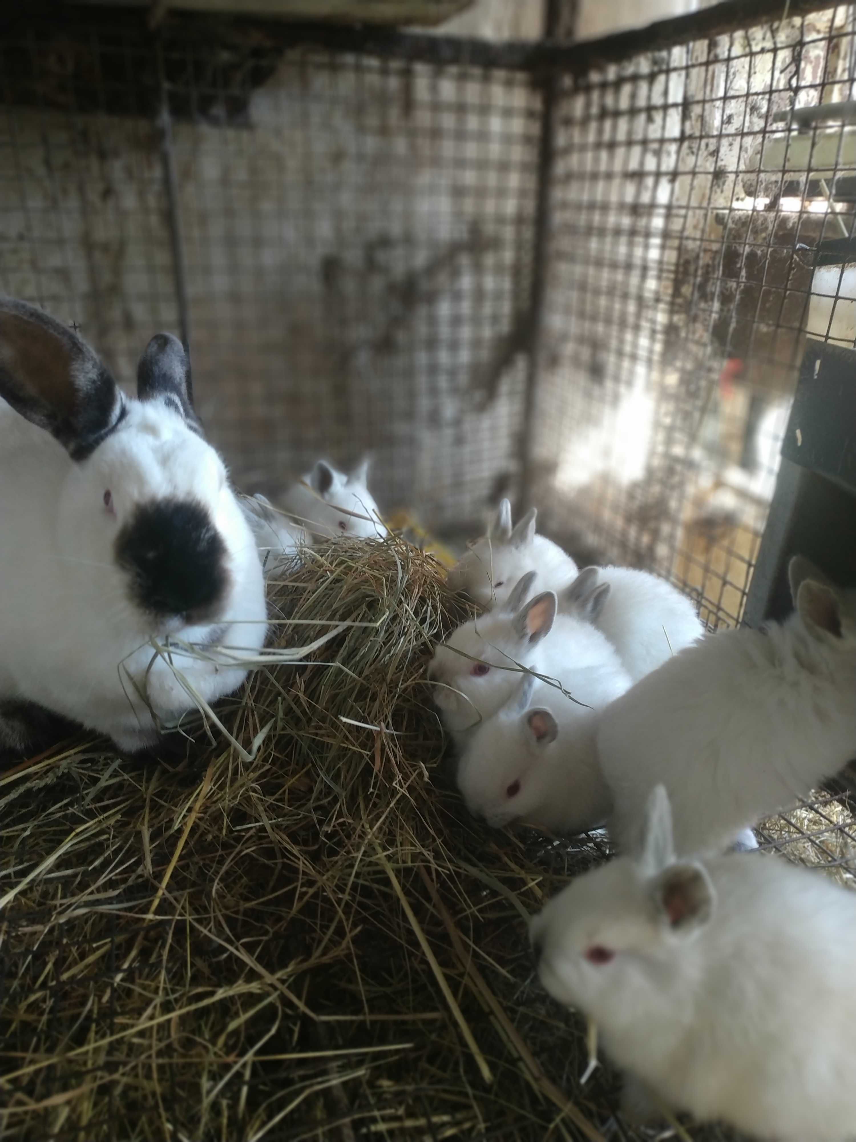 Продам кролі каліфорнія