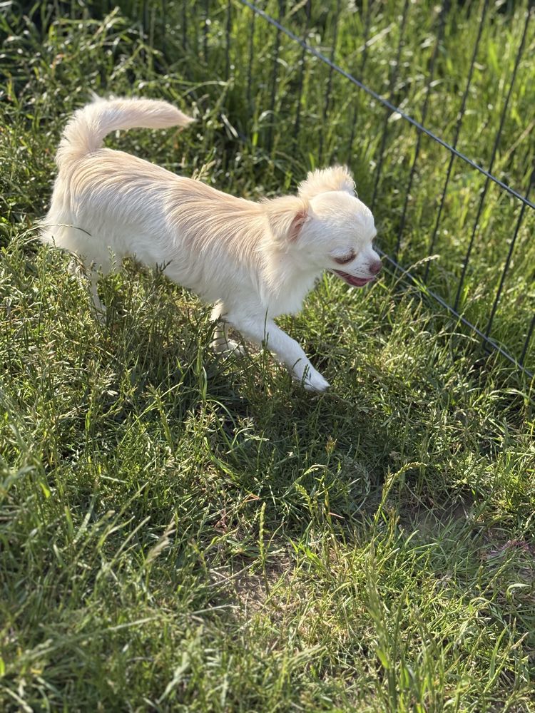 Piesek chihuahua FCI