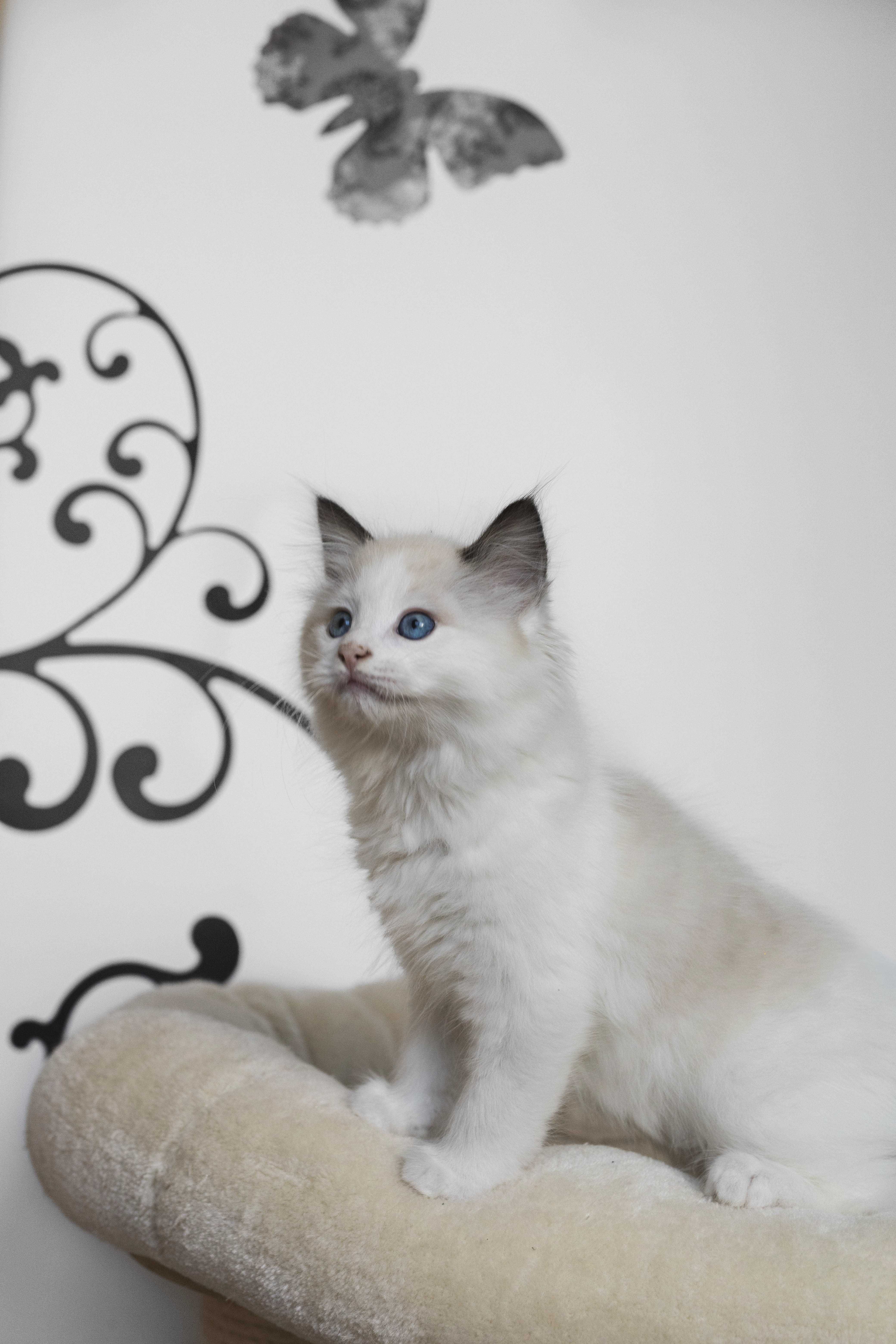 Ragdoll - cudny chlopczyk :)