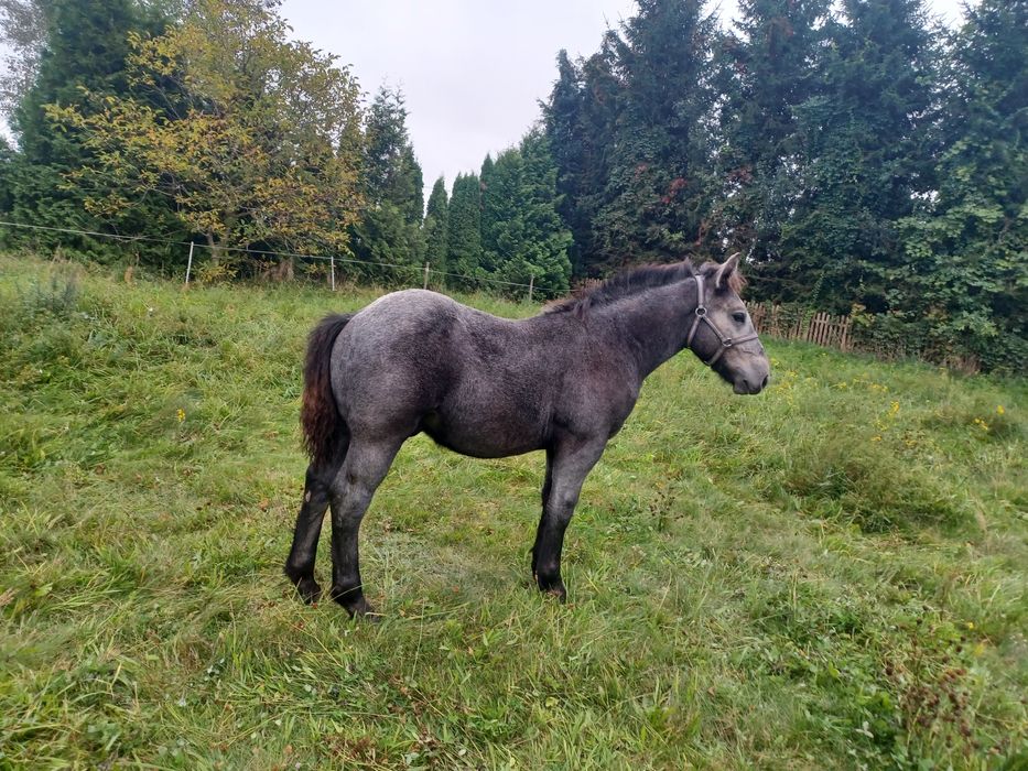 Sprzedam  ogierka zimnokrwistego